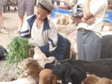 18/08/2009, Kashgar, Chine - Le petit berger s'occupe de ses moutons