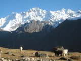 La vie des troupeaux en Himalaya