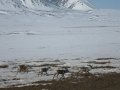 Course contre les caribous