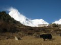 Yak au pied du 8000 mtres