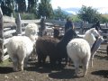 Alpaga, la boule de poils