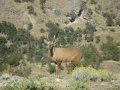 Le huemul, presque aussi rare  voir que le puma des Andes