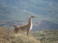 Le guanaco, prt  dgainer un crachat