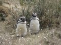Mais o qu elles sont nos plumes ?