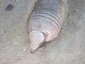 Tout droit sorti de Jurassik park