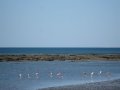Flamants presque roses